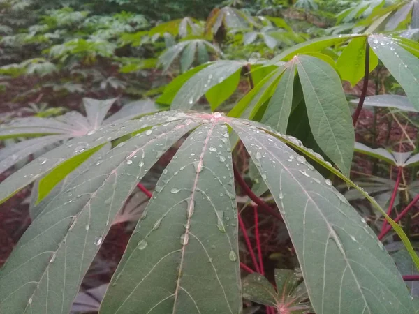 緑豊かなキャッサバの葉に露が落ち — ストック写真