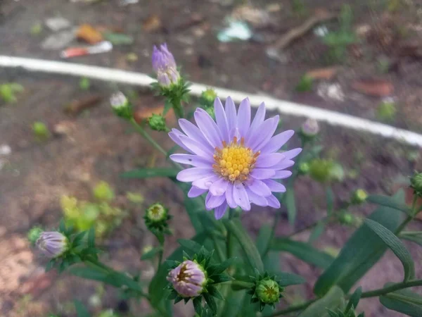 Hermosas Flores Jardín —  Fotos de Stock