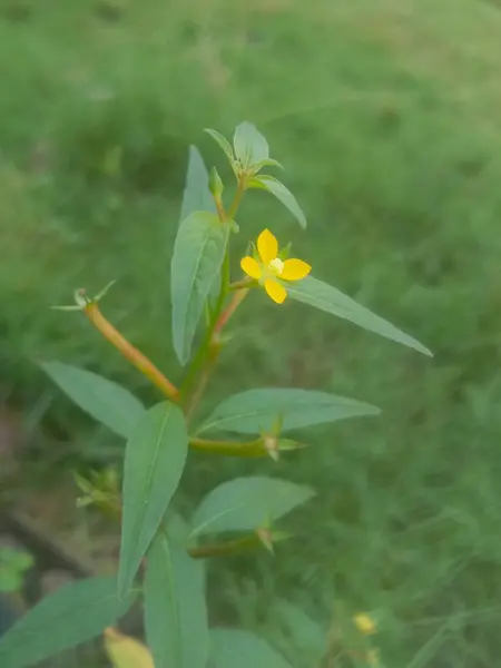 Indah Bunga Kuning Taman — Stok Foto