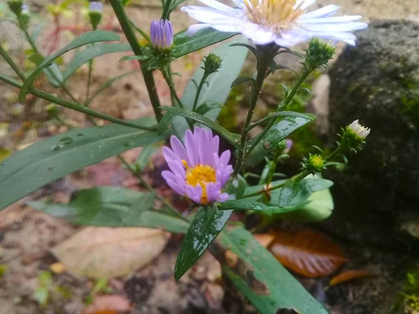 Mooie Bloeiende Lentebloemen Natuur Flora — Stockfoto