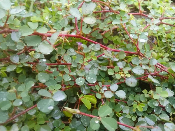 庭にある野生植物の緑の葉 — ストック写真