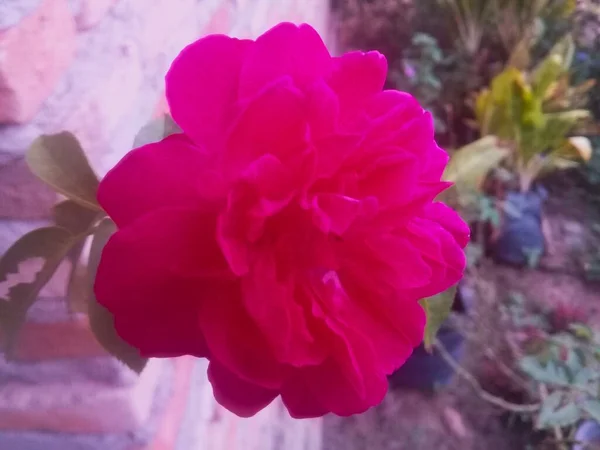 绽放的红玫瑰非常漂亮 色彩夺目 — 图库照片