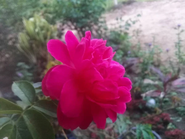 Rosas Vermelhas Que Florescem São Muito Bonitas Com Cores Marcantes — Fotografia de Stock