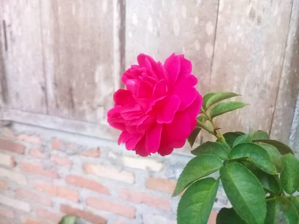 Les Roses Rouges Qui Fleurissent Sont Très Belles Avec Des — Photo