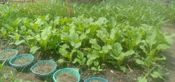 Kale Plants Seedlings Yard House — Stock Fotó