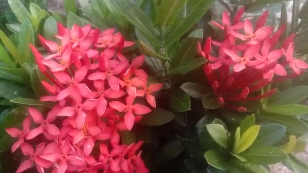 Very Beautiful Red Asoka Flower Plant — Stock video