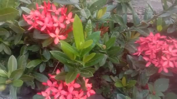Красивое Красное Цветочное Растение Азока — стоковое видео