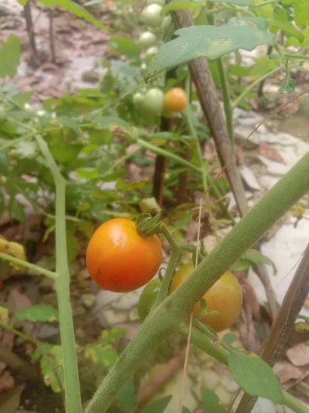 Pomidory Które Już Czerwone Nadal Częściowo Zielone Znajdują Się Łodygach — Zdjęcie stockowe
