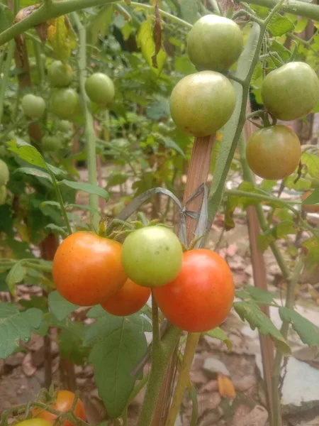 Pomodori Che Sono Già Rossi Ancora Parzialmente Verdi Trovano Sugli — Foto Stock