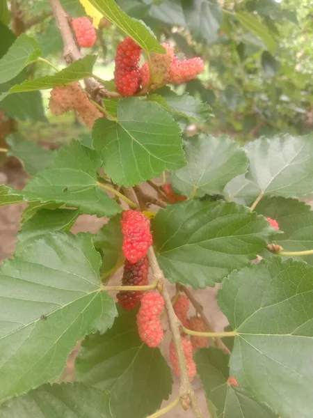 Den Röda Mogna Mullbärsfrukten Stjälken Denna Frukt Har Något Sur — Stockfoto