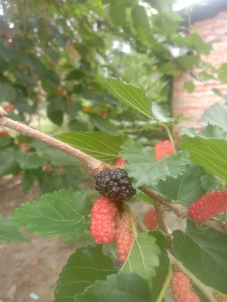 Buah Murbei Matang Merah Adalah Pada Batang Buah Ini Memiliki — Stok Foto