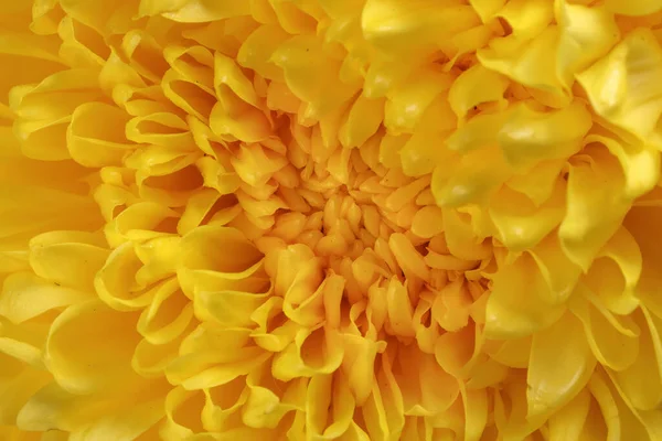 Grande Amarillo Crisantemo Mamá Flor Primer Plano Macro —  Fotos de Stock