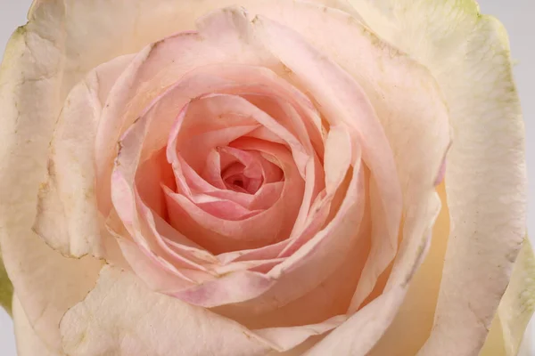 Rosa Chiaro Bianco Rosa Fiore Primo Piano Macro Petali Cerchio — Foto Stock