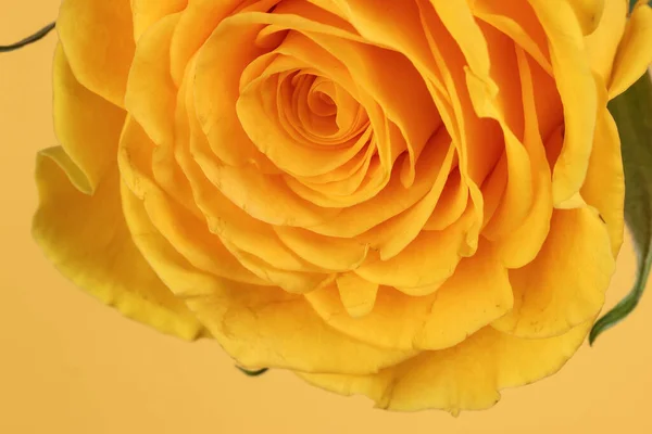 黄玫瑰花特写宏观花瓣圆黄纸背景 — 图库照片