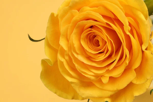 Amarelo Rosa Flor Closeup Macro Pétalas Círculo Fundo Papel Amarelo — Fotografia de Stock