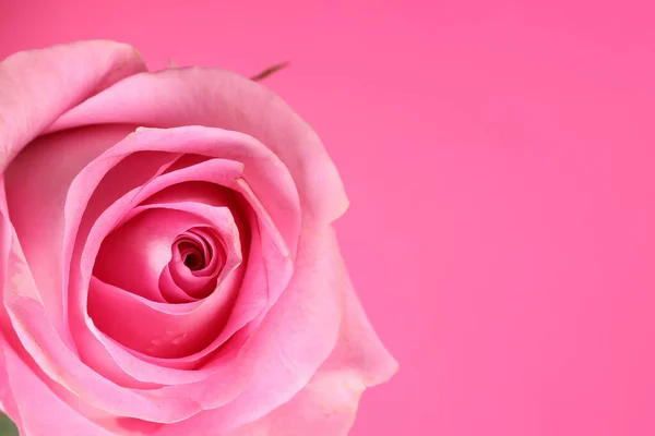 Rosa Rosa Fiore Primo Piano Macro Petali Cerchio Sfondo Carta — Foto Stock