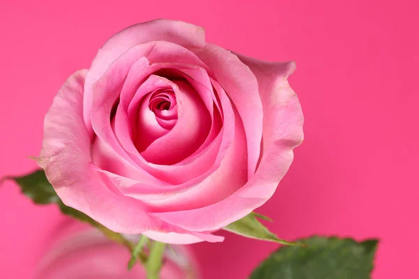 Rosa Rosa Fiore Primo Piano Macro Petali Cerchio Sfondo Carta — Foto Stock