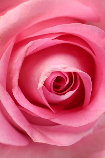Rosa Rosa Fiore Primo Piano Macro Petali Cerchio — Foto Stock