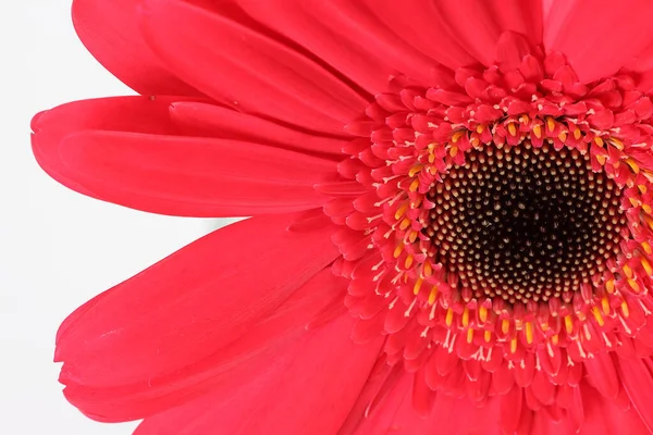 Rote Gänseblümchen Blume Auf Makro Nahaufnahme Auf Weißem Hintergrund — Stockfoto