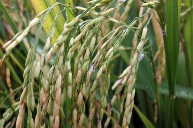 Çeltik tarlasında hasat zamanı altın yeşili çeltik tarlalarına yakın.