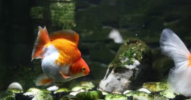 Goudvissen Aquarium Eten Zwemmen — Stockvideo