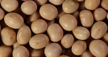 Makro yakın plan soya fasulyesi dönüşümlü. 