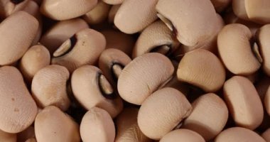 Makro yakın plan dönüşümlü siyah gözlü fasulye