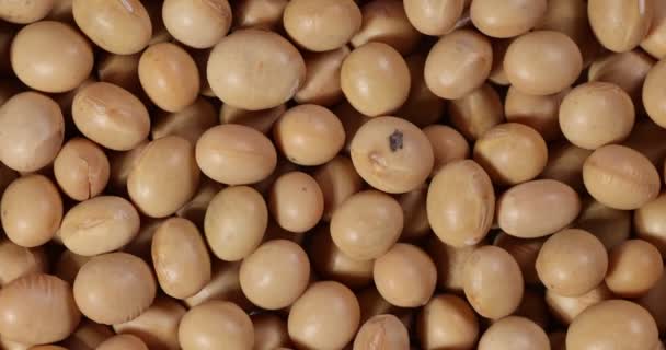 大豆を回転させるマクロクローズアップ — ストック動画