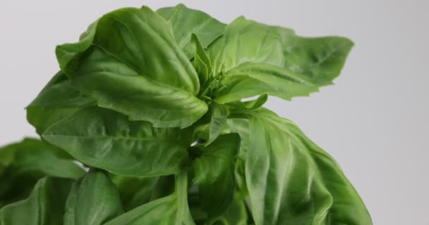 Sweet English Basil Herb Leaf Shaking Light Breeze White Background — 비디오