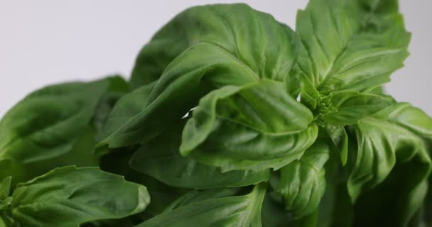 Sweet English Basil Herb Leaf Shaking Light Breeze White Background — Vídeo de stock