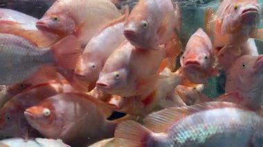 Red tilapia fish swimming in fish tank aquarium at supermarket for sale 
