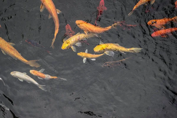 Colourful Japanese good luck koi fish swimming in pond water