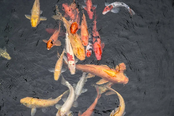 Colourful Japanese Good Luck Koi Fish Swimming Pond Water — Stok fotoğraf