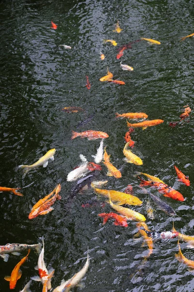 Colourful Japanese good luck koi fish swimming in pond water