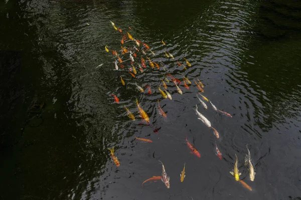 Colourful Japanese Good Luck Koi Fish Swimming Pond Water — Fotografia de Stock