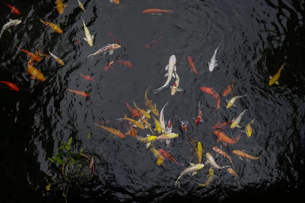 Colourful Japanese good luck koi fish swimming in pond water