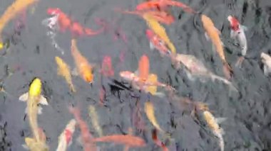 Colourful Japanese good luck koi fish swimming in pond water 