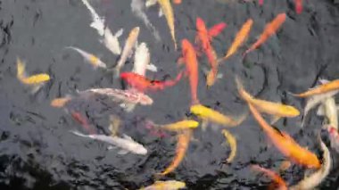 Colourful Japanese good luck koi fish swimming in pond water 