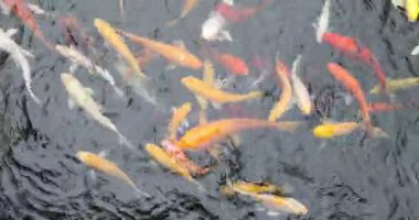 Colourful Japanese good luck koi fish swimming in pond water 