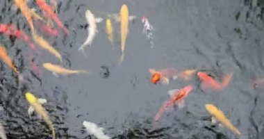 Colourful Japanese good luck koi fish swimming in pond water 