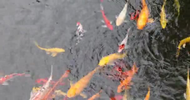 Colourful Japanese Good Luck Koi Fish Swimming Pond Water — Video