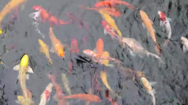 Colourful Japanese Good Luck Koi Fish Swimming Pond Water — Stockvideo