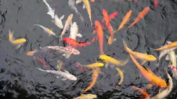 Цветные Японские Рыбки Удачи Кои Плавают Воде Пруда — стоковое видео