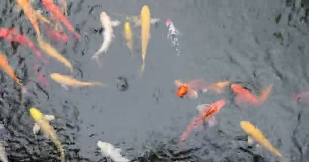 Colourful Japanese Good Luck Koi Fish Swimming Pond Water — Video Stock