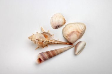 deniz kabuğu Triton murex çift valfli teller deniz tarağı lalı lale yıldızı Natica tun cowrie beyaz arkaplan metin sınır çerçevesi üzerinde 