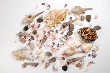 deniz kabuğu Triton murex çift valfli teller deniz tarağı lalı lale yıldızı Natica tun cowrie beyaz arkaplan metin sınır çerçevesi üzerinde 