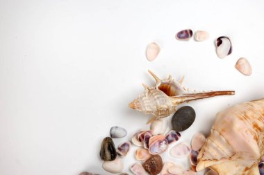 deniz kabuğu Triton murex çift valfli teller deniz tarağı lalı lale yıldızı Natica tun cowrie beyaz arkaplan metin sınır çerçevesi üzerinde 