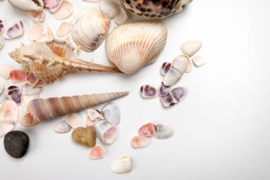 deniz kabuğu Triton murex çift valfli teller deniz tarağı lalı lale yıldızı Natica tun cowrie beyaz arkaplan metin sınır çerçevesi üzerinde 