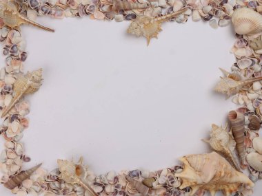 deniz kabuğu Triton murex çift valfli teller deniz tarağı lalı lale yıldızı Natica tun cowrie beyaz arkaplan metin sınır çerçevesi üzerinde 