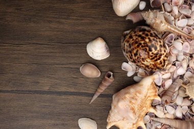 Deniz kabuğu Triton murex, çift valfli teller, deniz tarağı, lale yıldızı Natica tun cowrie 'yi Woden masa arkasında kopyaladı. 